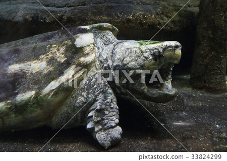 危險的生物鱷魚烏龜 33824299