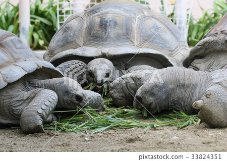 An endangered species Giant tortoise 33824351