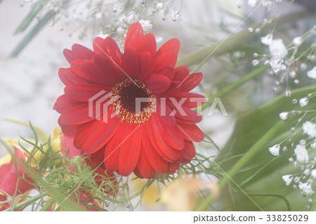 Gerbera Gerbera 33825029