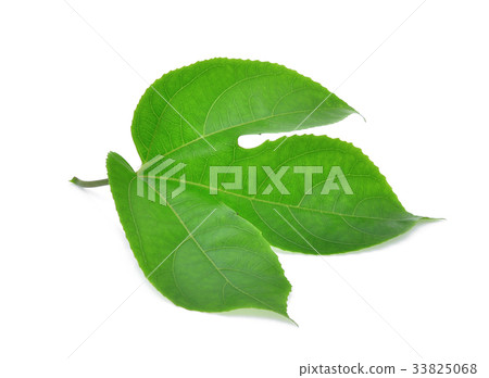 green leaf of passion fruit isolated on white  33825068