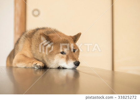 Japanese-style Shiba Inu, looking at camera - Stock Photo
