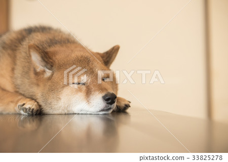 Shiba Inu Sleeping On The Desk Stock Photo 33825278 Pixta