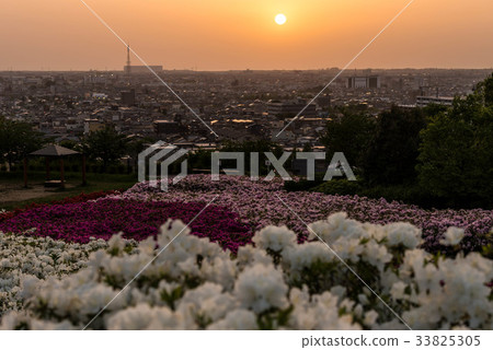 Azaleas in full bloom Azaleas in full bloom 33825305