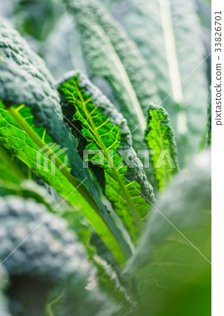 kale in the field 33826701