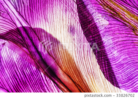 iris petals closeup 33826702