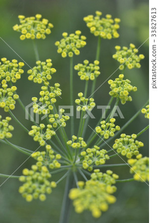 茴香茴香 33827613