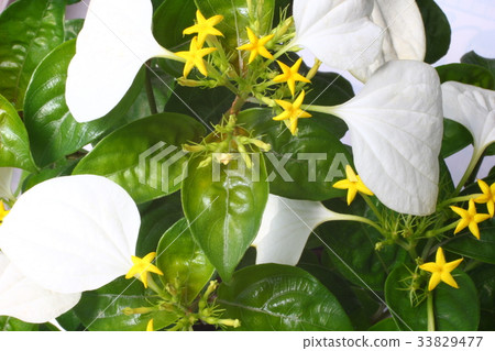 Conlonka Conlonka 33829477