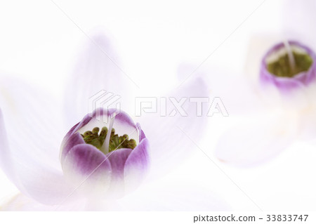 Lotus Sponge Lotus Sponge 33833747