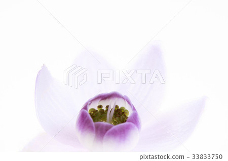 Lotus Sponge 33833750