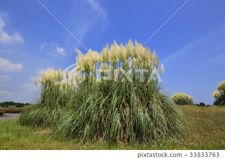 Pampasgrass Pampasgrass 33833763