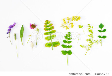 nature composition nature composition 33833782