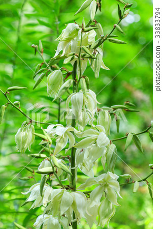 blossoming yucca blossoming yucca 33833794