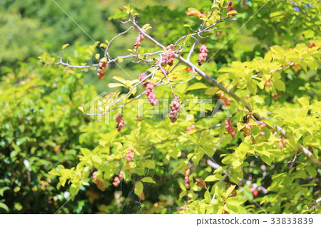 Kobushi麵條 33833839