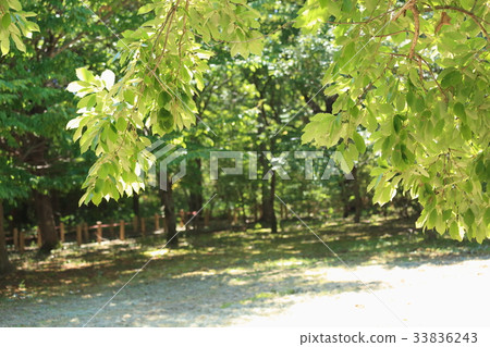 Leaves of Quercus serrata 33836243