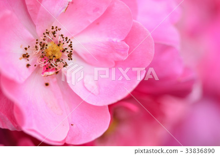 玫瑰粉紅色 玫瑰粉紅色 33836890