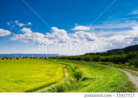 北海道富良野鄉村風光 北海道富良野鄉村風光 33837717