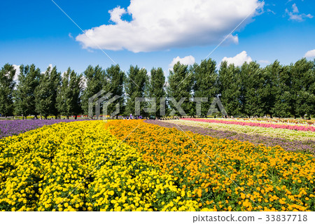 Hokkaido Furano Farm Hokkaido Furano Farm 33837718