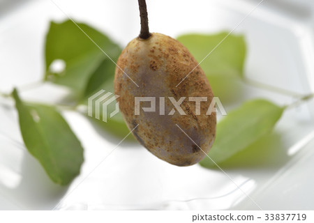 Akebi Akebi 33837719