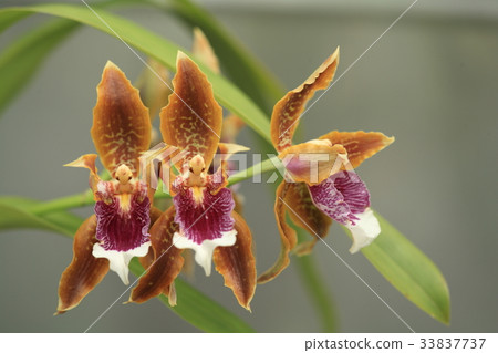 Odonto Grossum Harry Annum Odonto Grossum Harry Annum 33837737