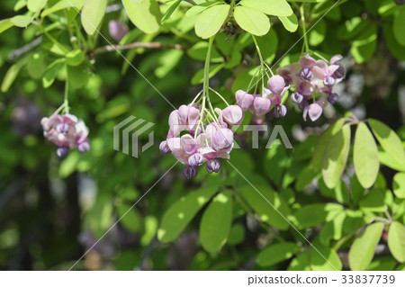 Akebi flower 33837739