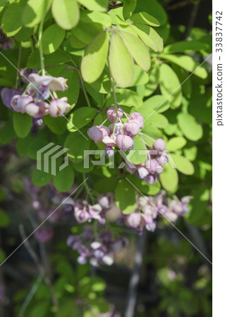 Akebi flower Akebi flower 33837742