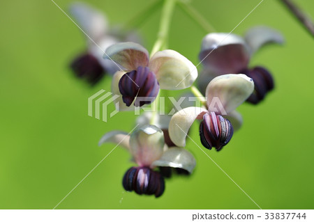 Akebi flower 33837744
