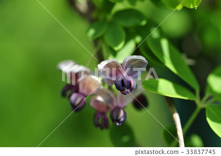 Akebi flower Akebi flower 33837745