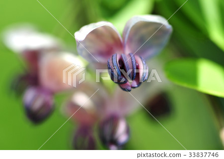 阿克比花 33837746