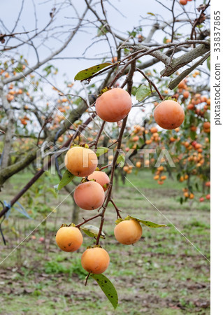 Persimmon persimmon tree 33837865