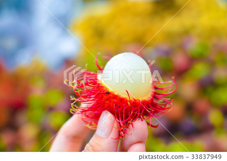 Tropical fruit, rambutan 33837949