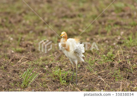 [野鳥]鰻魚 33838034