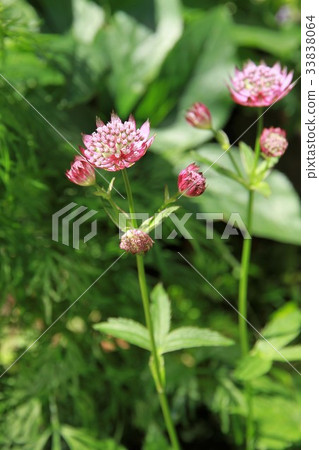 Astrantia Rome 33838064