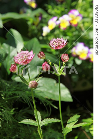 Astrantia市長 Astrantia市長 33838065