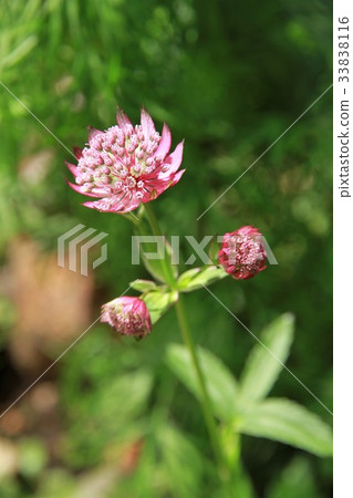 Astronia Mayor Astronia Mayor 33838116