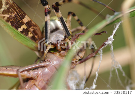 Araneidae Araneidae 33838117