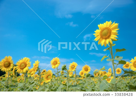 sunflower	 33838428