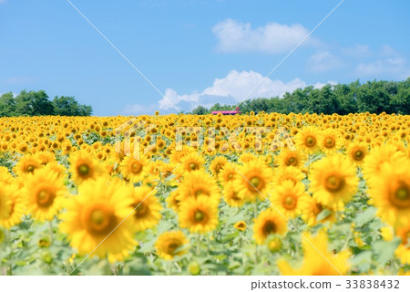 sunflower	 33838432