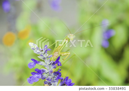 Wolf waiting for prey 33838491