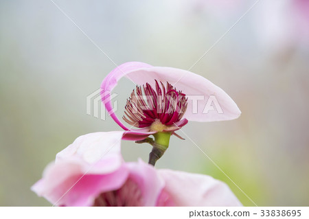 Slaughterhouse 33838695