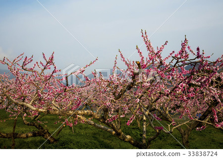 Dohwa, Suncheon, Jeonnam 33838724