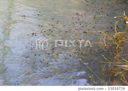 Tadpole, Hwasun gun, Jeonnam 33838726