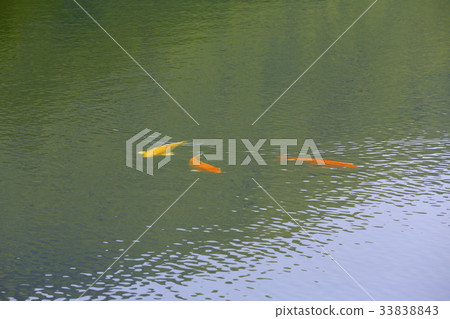 鯉魚 鯉魚 33838843