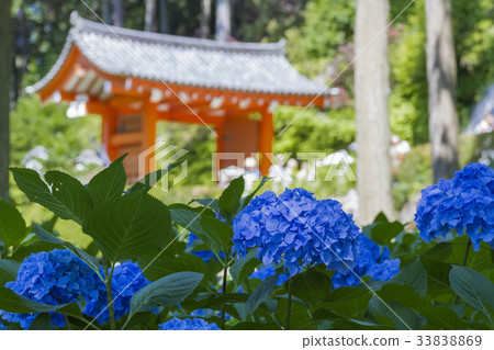 繡球 繡球 33838869