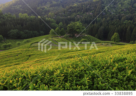 Dae-won, green tea field, Boseong-gun, Jeonnam 33838895