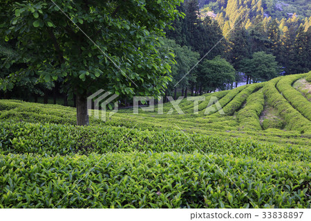 Dae-won, green tea field, Boseong-gun, Jeonnam 33838897
