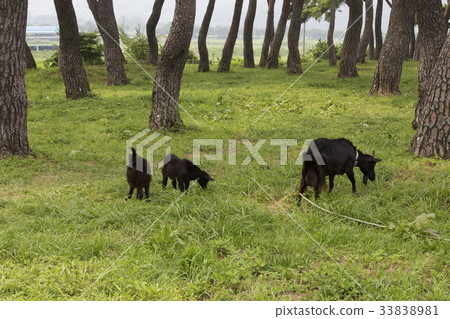 Goat, Pine, Poongchi Pine, Boseong-gun, Jeonnam 33838981
