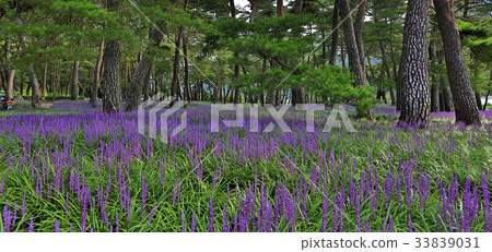 Pine, McMundong, Changzhou, Gyeongbuk 33839031