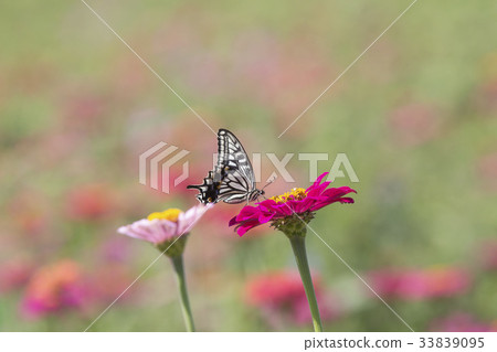 Butterflies 33839095