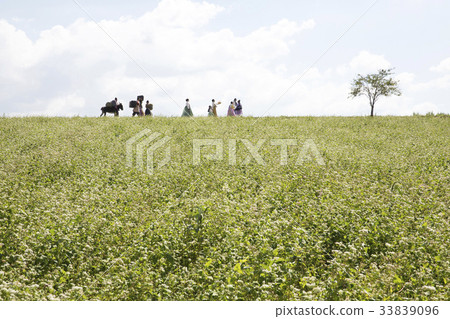 Buckwheat field, Gakwon farm, Gochang-gun, Jeonbuk 33839096