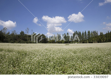 Buckwheat field, Gakwon farm, Gochang-gun, Jeonbuk 33839097